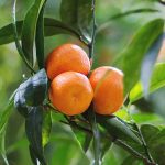 بیماری هوانگ لونگ بینگ یا HLB