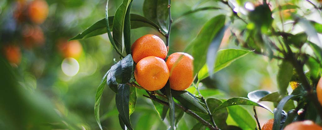 بیماری هوانگ لونگ بینگ یا HLB